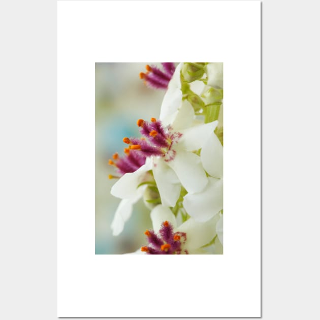 Verbascum chaixii  'Album'  White nettle-leaved mullein Wall Art by chrisburrows